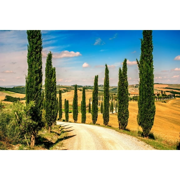 100 Italian Cypress Seeds for Planting | Exotic Evergreen Tree Seeds to Grow, Great for Landscaping and Hedge Rows