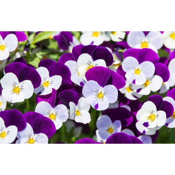100 JOHNNY JUMP UP Violet Viola Tricolor Flower Seeds