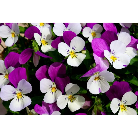 100 JOHNNY JUMP UP Violet Viola Tricolor Flower Seeds