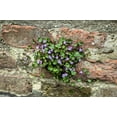 thumbnail image 1 of 100 KENILWORTH IVY (Ivy-Leaved Toadflax) Cymbalaria Muralis Vine Flower Seeds, 1 of 10