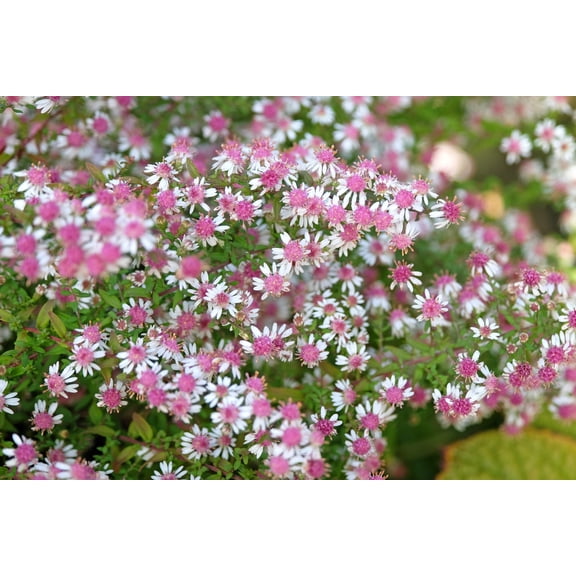 100 LADY In BLACK Calico ASTER Aster Lateriflorus Flower Seeds