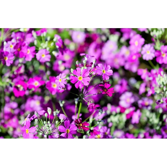 100 LAVENDER FAIRY PRIMROSE Purple Primula Malacoides Baby Primrose Shade Houseplant Flower Seeds