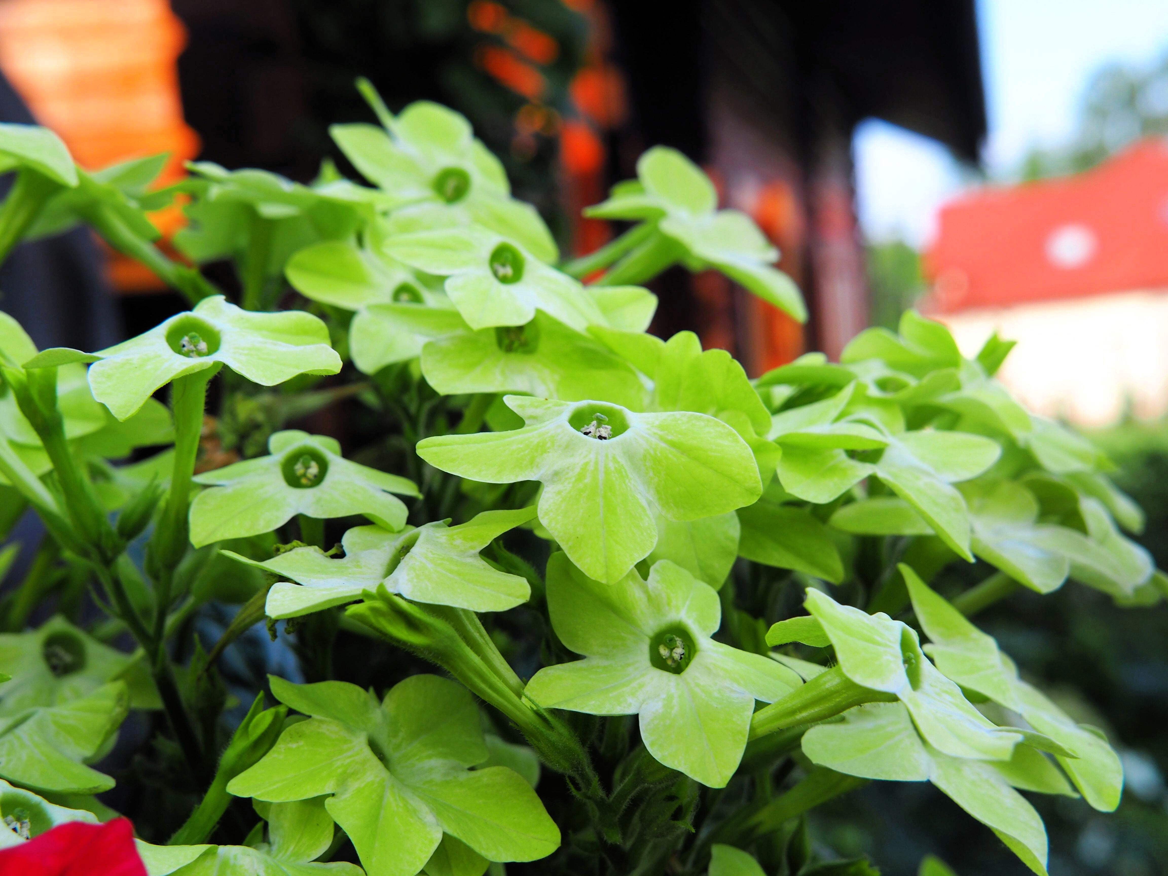 tobacco plant lime green 100 LIME GREEN NICOTIANA Alata Flowering Tobacco Seeds