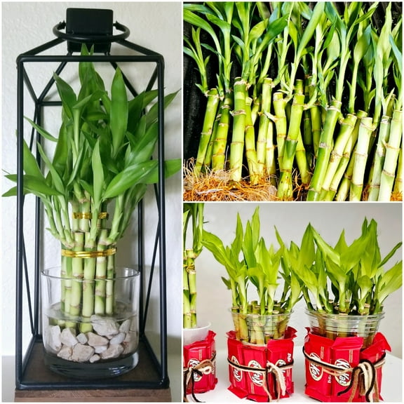 100 LUCKY BAMBOO PLANTS 4" WHOLESALE PRICE, Free 5 Butterfly Stakes, Indoor