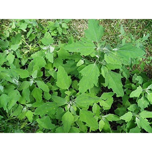 100+ Lambs Quarter Seeds Delicious Baby Greens Wild Spinach