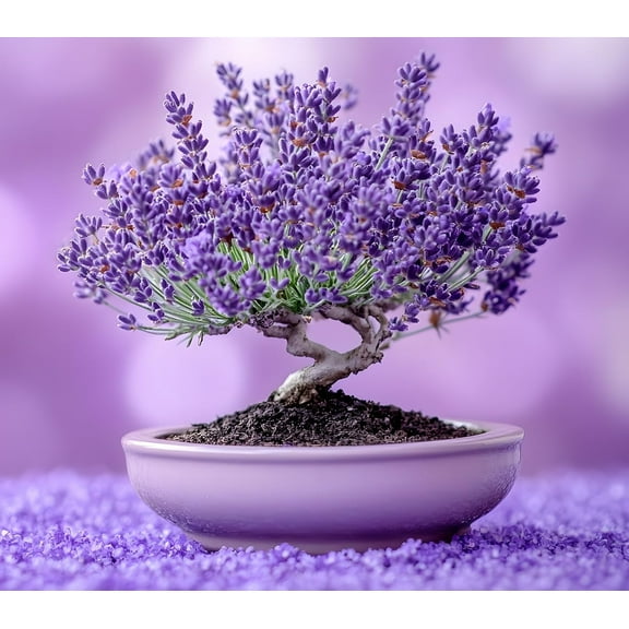 100 Lavender Bonsai Tree Seeds for Planting