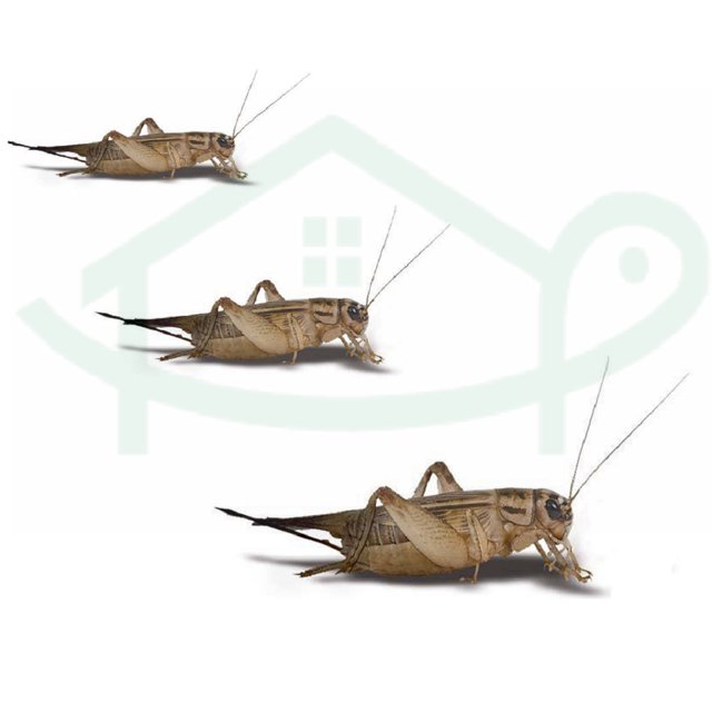 100 Live Crickets Pet Reptile & Bird Feeder Insects Living Terrarium