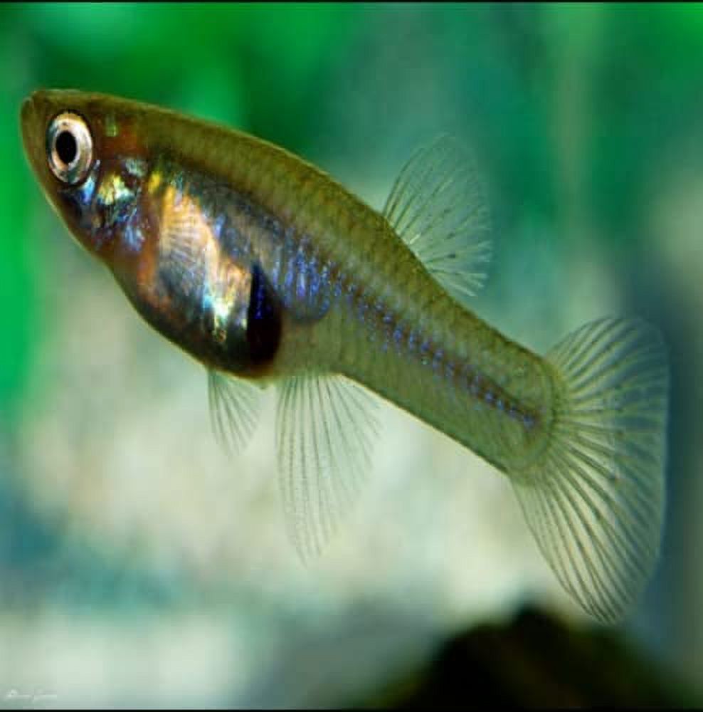 100+ Live Mosquito Fish (Koi Pond) Aquarium Feeder Fish with Hornwort