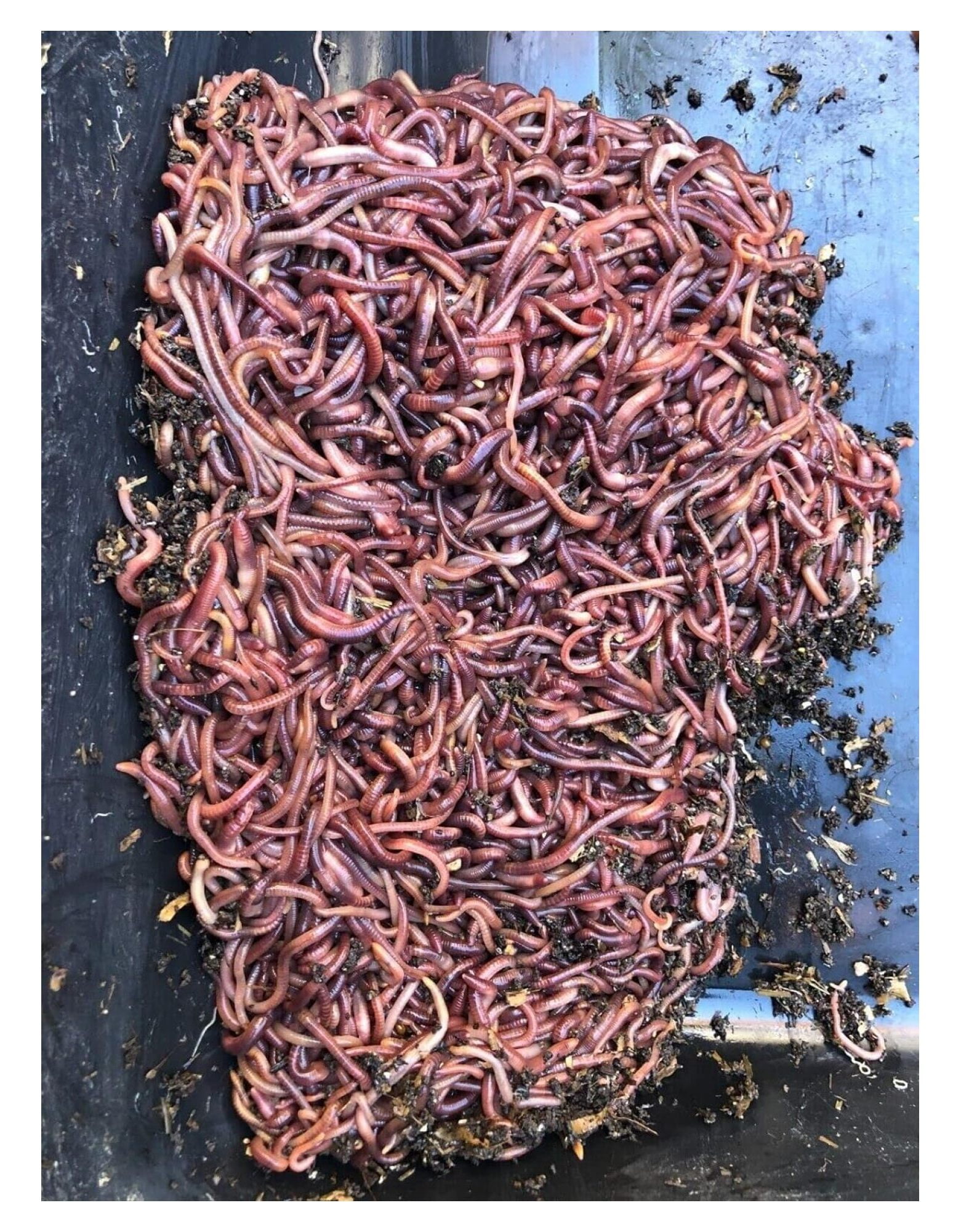 100 Live RED WIGGLERS Compost Worms, COMPOSTING Bins