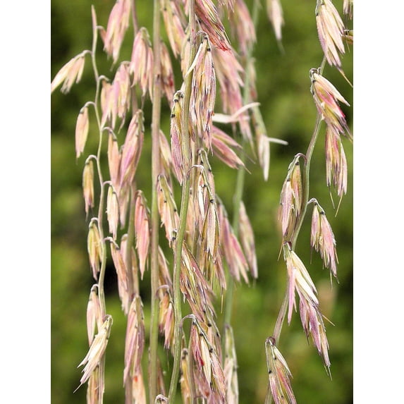 100 MESQUITE / SIDEOATS GRASS Ornamental Bouteloua Curtipendula Seeds