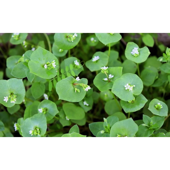 100 MINER'S LETTUCE Winter Purslane Spinach Claytonia Perfoliata Vegetable Seeds