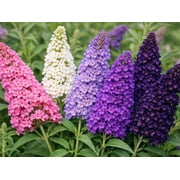 100 MIXED Colors BUTTERFLY BUSH Buddleia Davidii Flower Shrub Seeds
