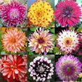 100 Mix Dahlia Flower DHF10 Seeds Dinnerplate Dahlia Seeds - Walmart.com