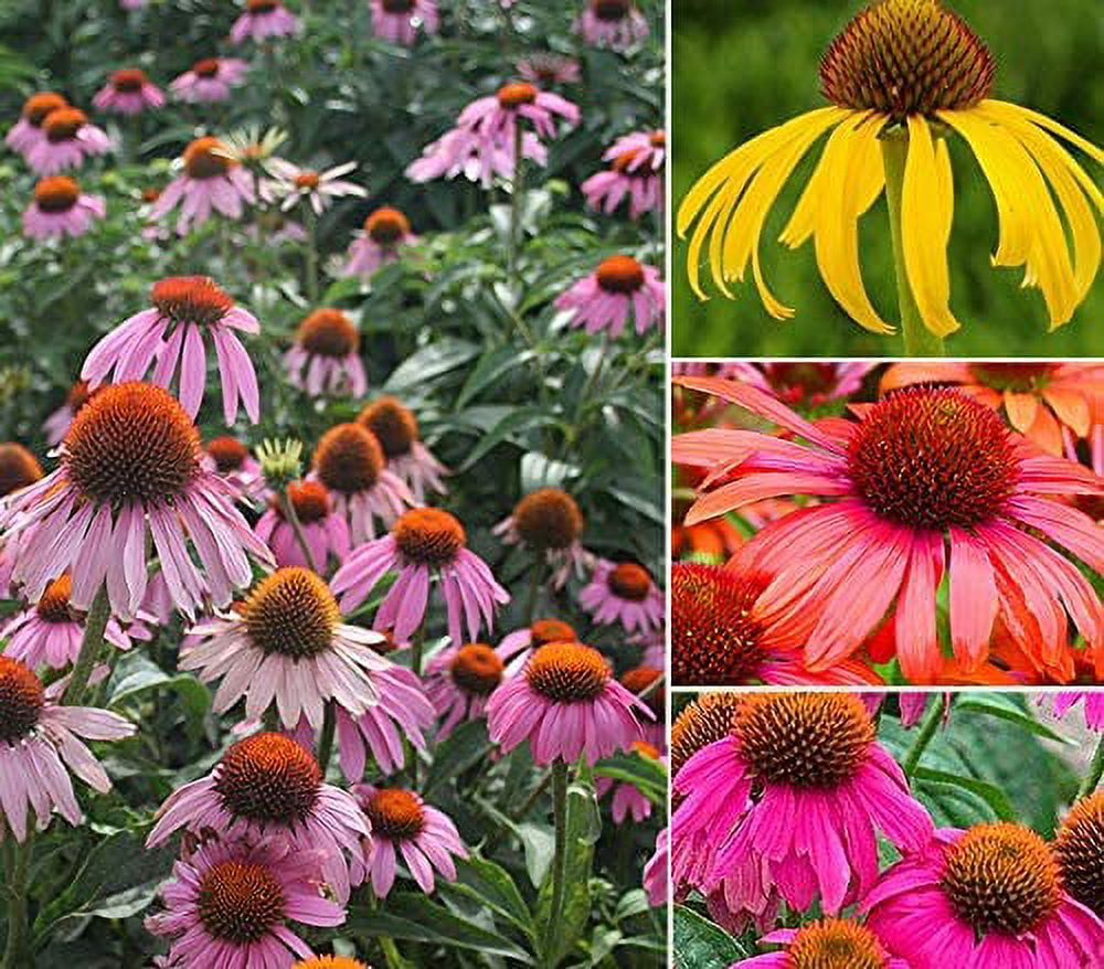 100+ Mix Double Coneflower Seeds Echinacea Flower Perennial Bloom