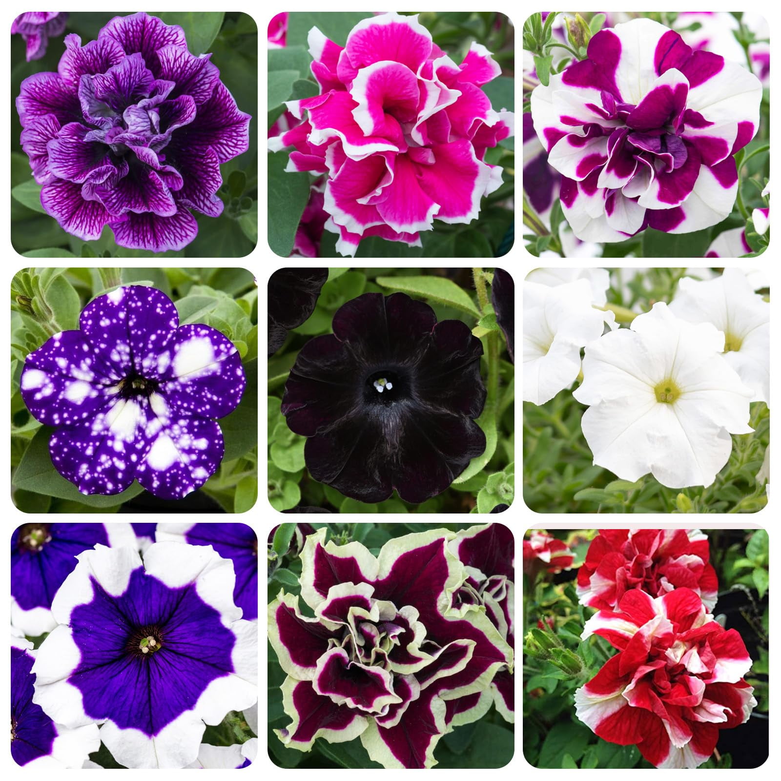 100+ Mix Petunia Flower Seeds for Planting-Petunia MHD1Hybrida Garden ...