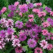100 Mixed Bee Balm Seeds Flowers Seed Bloom Hummingbird Flower Seeds 623