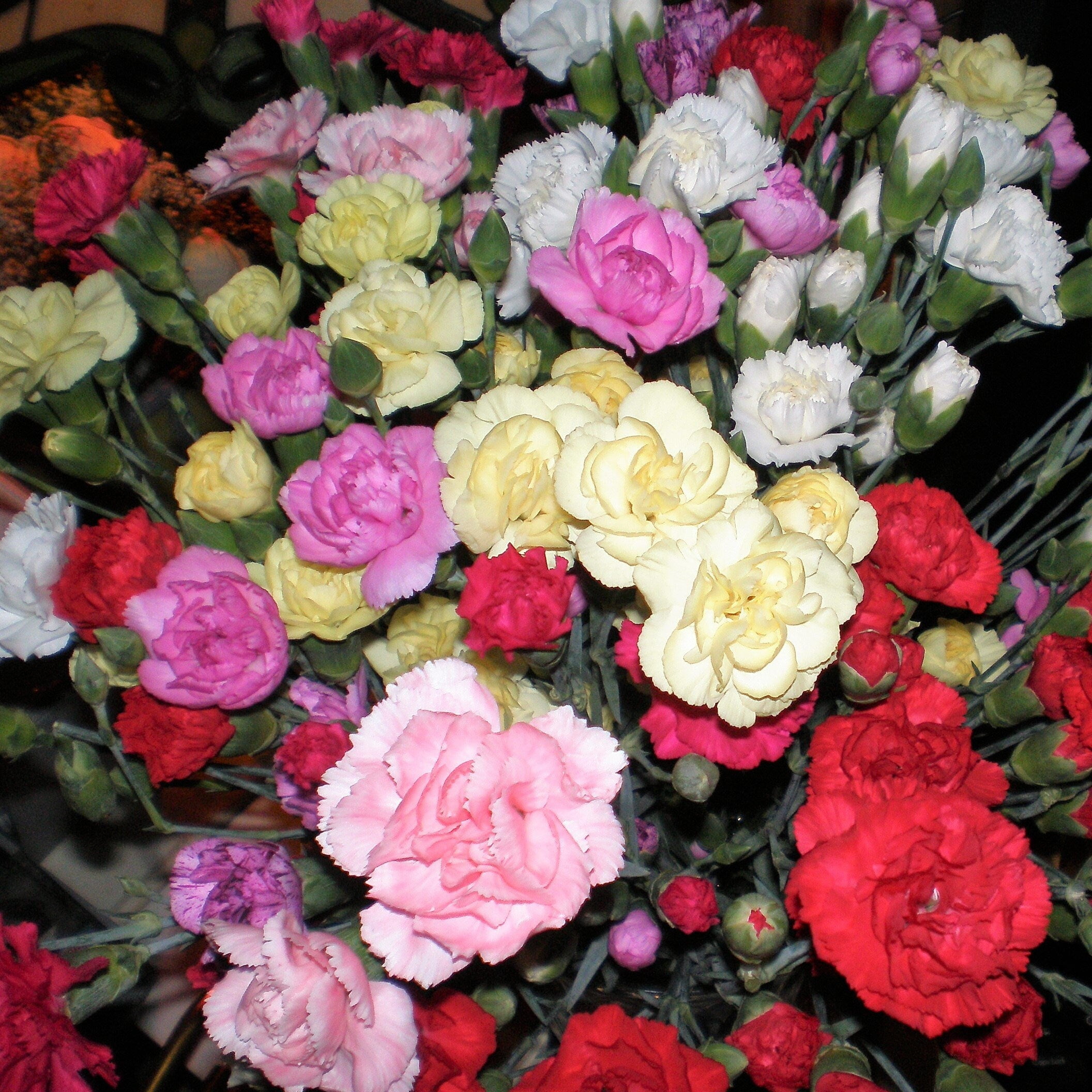 100 Mixed CARNATION / DOUBLE DIANTHUS Chinensis Flower Seeds