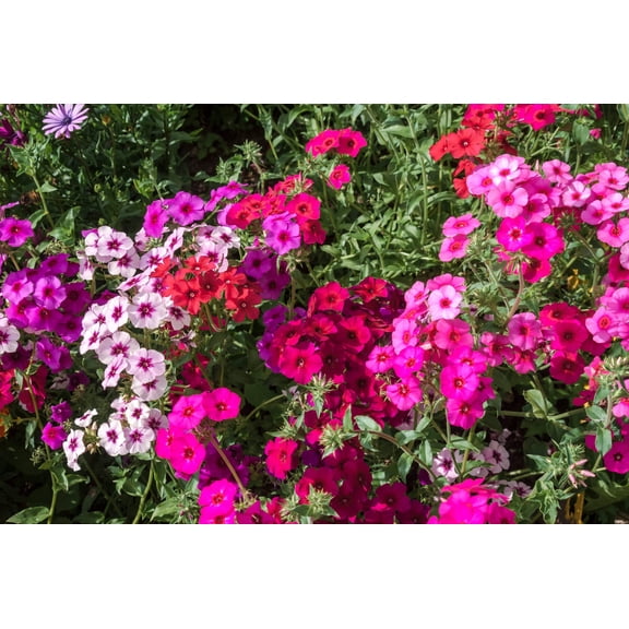 100 Mixed Colors DRUMMOND PHLOX MIX Pink, Red, & White Phlox Drummondii Flower Seeds