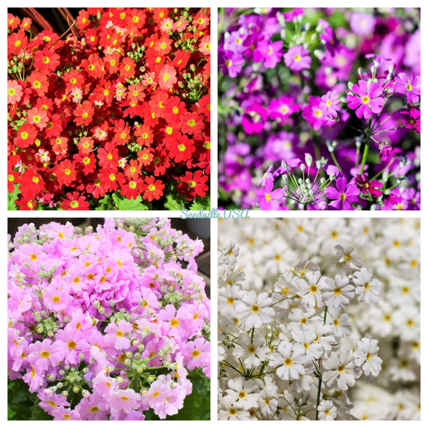 Primrose Flower Colors