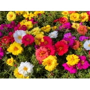 100 Mixed Colors PORTULACA MOSS ROSE Flower Seeds