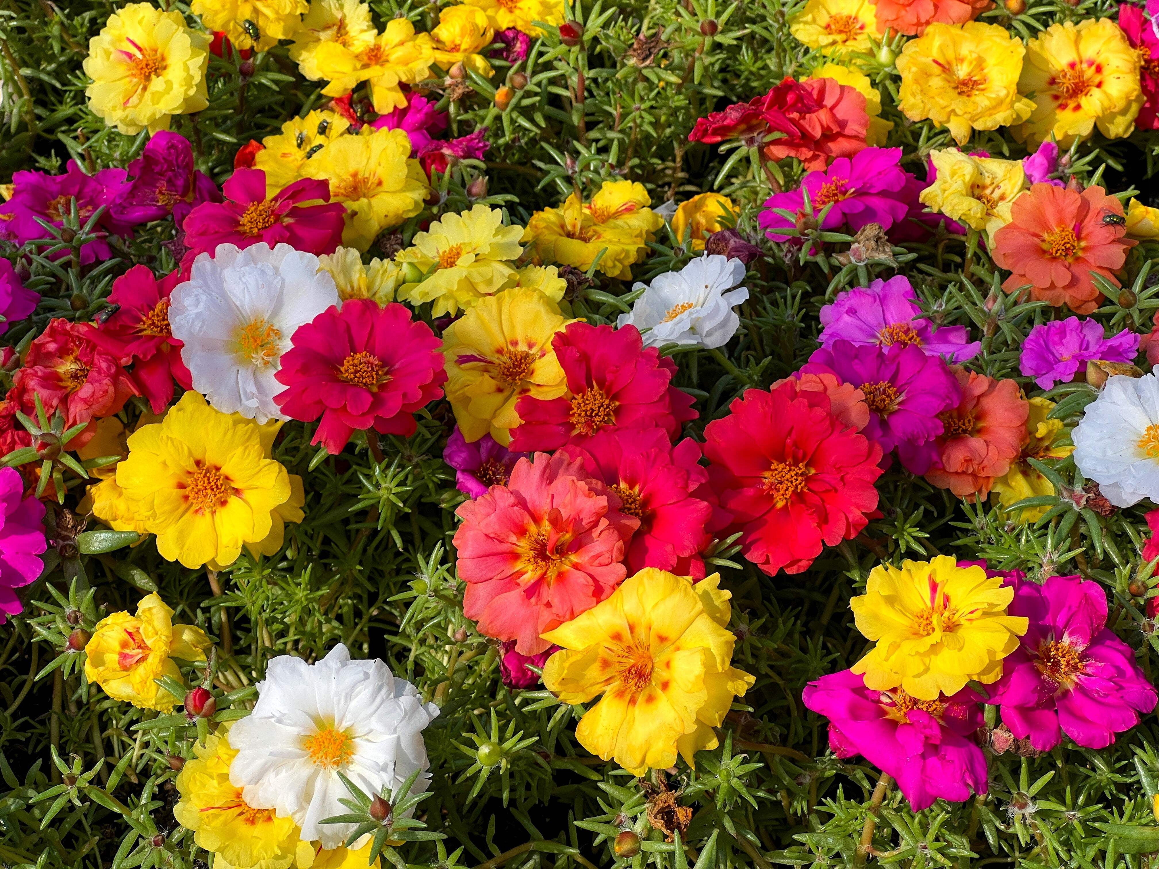 100 Mixed Colors PORTULACA MOSS ROSE Flower Seeds