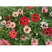 100 Mixed Colors ROBINSONS PAINTED DAISY Chrysanthemum Pink Red Rose & Yellow Pyrethrum Flower Seeds
