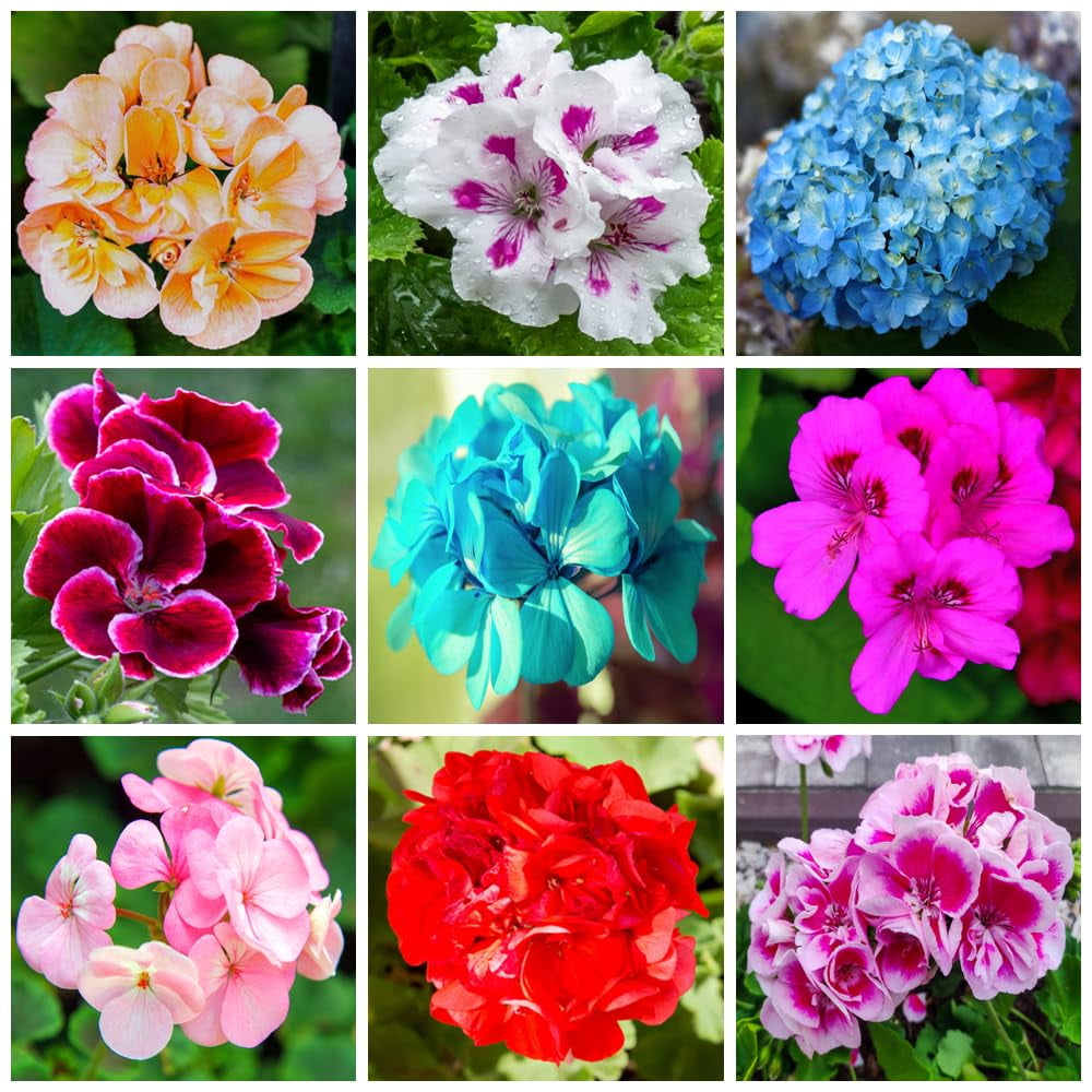 100+ Mixed Geranium Seeds, Rare Perennial Flower, MHD1Non-GMO Heirloom ...