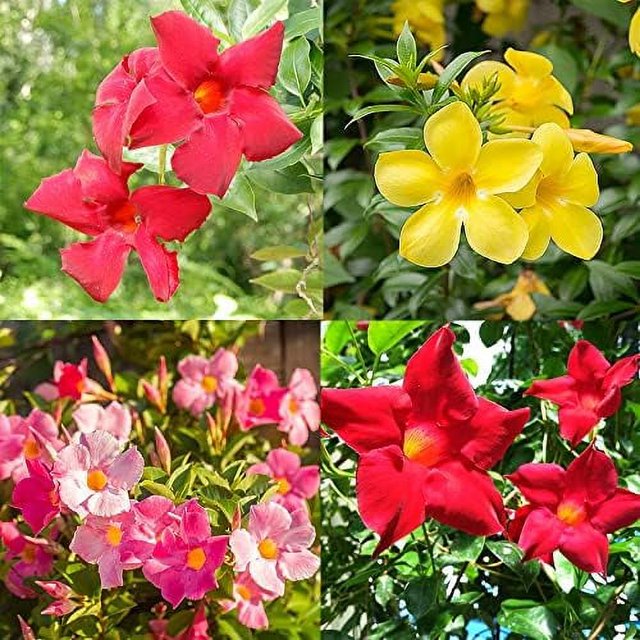 100 Mixed Mandevilla Sanderi (Brazilian Jasmine) Seeds Beautiful