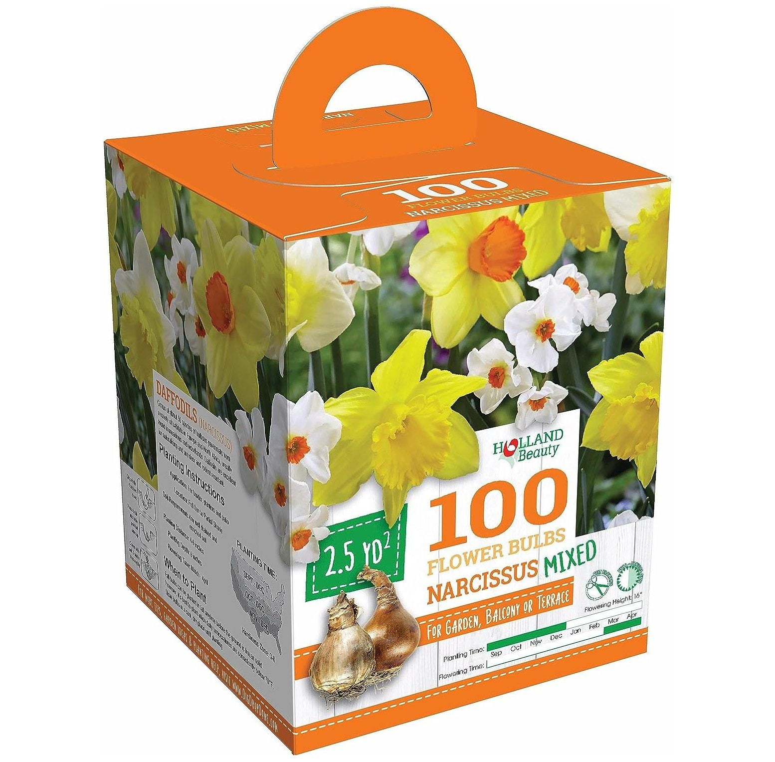 100 Narcissus Daffodil Mix Flower Bulb Box with Easy Carry Handle