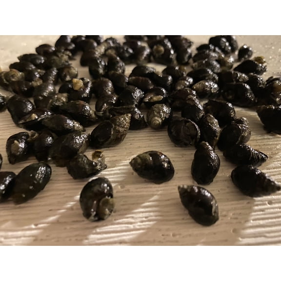 100 Nassarius Saltwater Snails Fish Tank Aquarium Sump Algae Cleaners