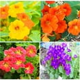 thumbnail image 1 of 100 Nasturtium Seeds Tropaeolum majus Edible Flowers and Leaves - Spicy Flavor - Pepper Substitute Mixed Colors, 1 of 11