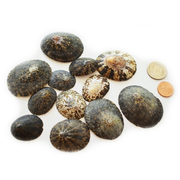 100 Natural Brown Limpet Shells Seashells 1.25-2.5" (33-63mm) Craft Beach Coastal Cottage Decor