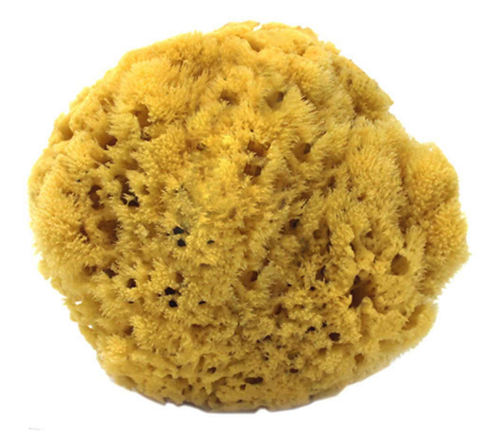 Heyiwell 1PC Large Natural Sea Sponges,Bath Sponges,Natural Sponge for Body  and Bath Shower 5~6 Inch