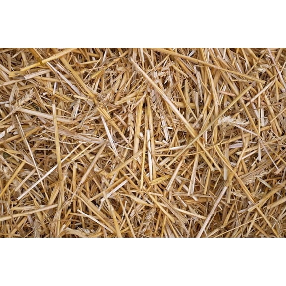 100% Natural Wheat Straw for Animal Bedding, Garden Mulch, Compost & Fertilizer, and Grass Cover (12 Ounces)