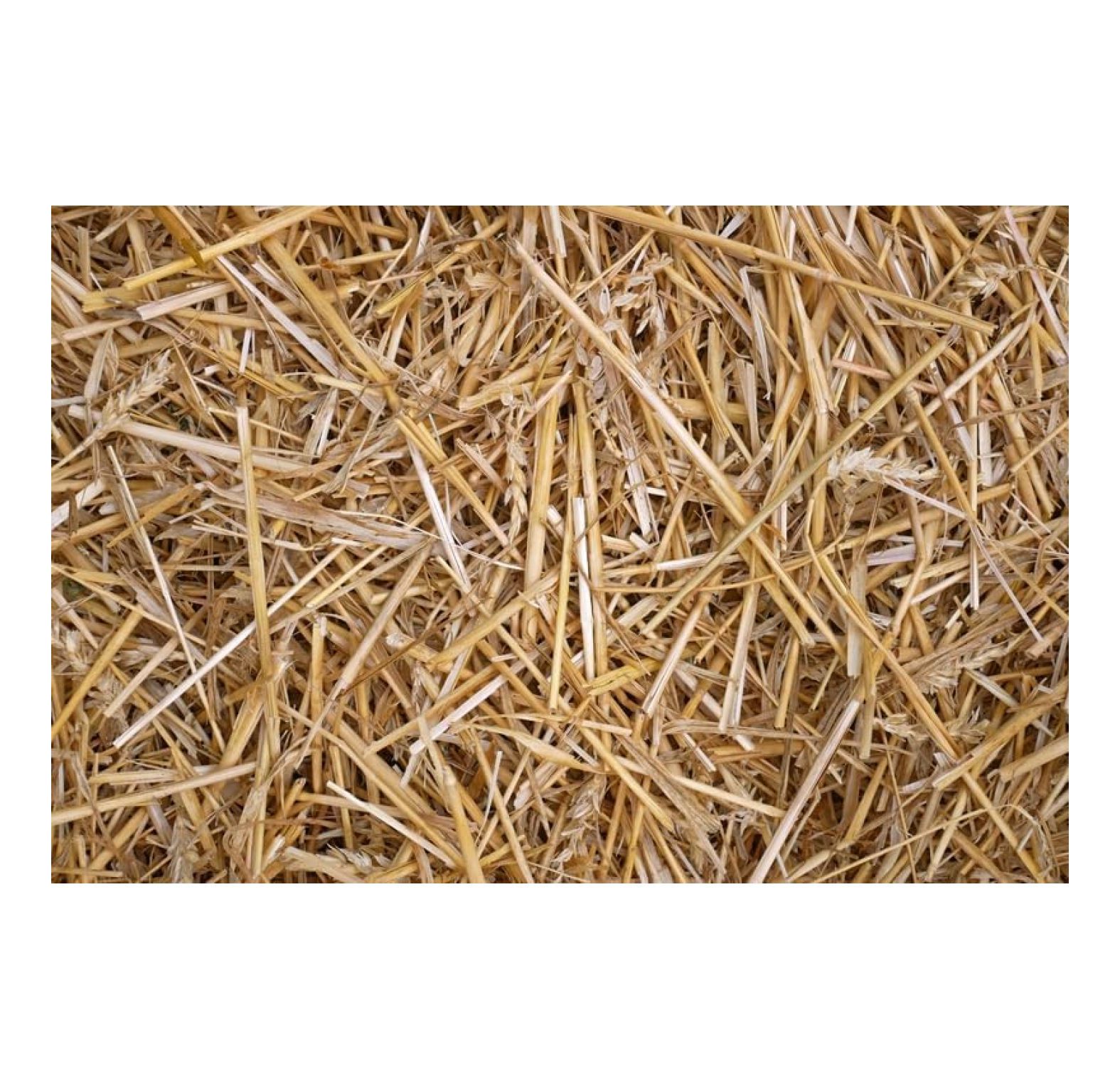100 Natural Wheat Straw for Animal Bedding, Garden Mulch, Compost