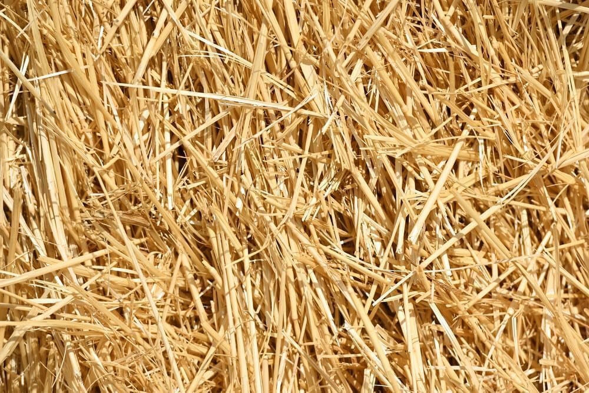100% Natural Wheat Straw for Animal Bedding, Garden Mulch, Compost & Fertilizer, and Grass Cover (8 Pounds)