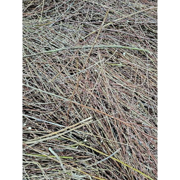 100% Natural Willow Tree Straw | Mulch, Animal Bedding (10 Pounds)