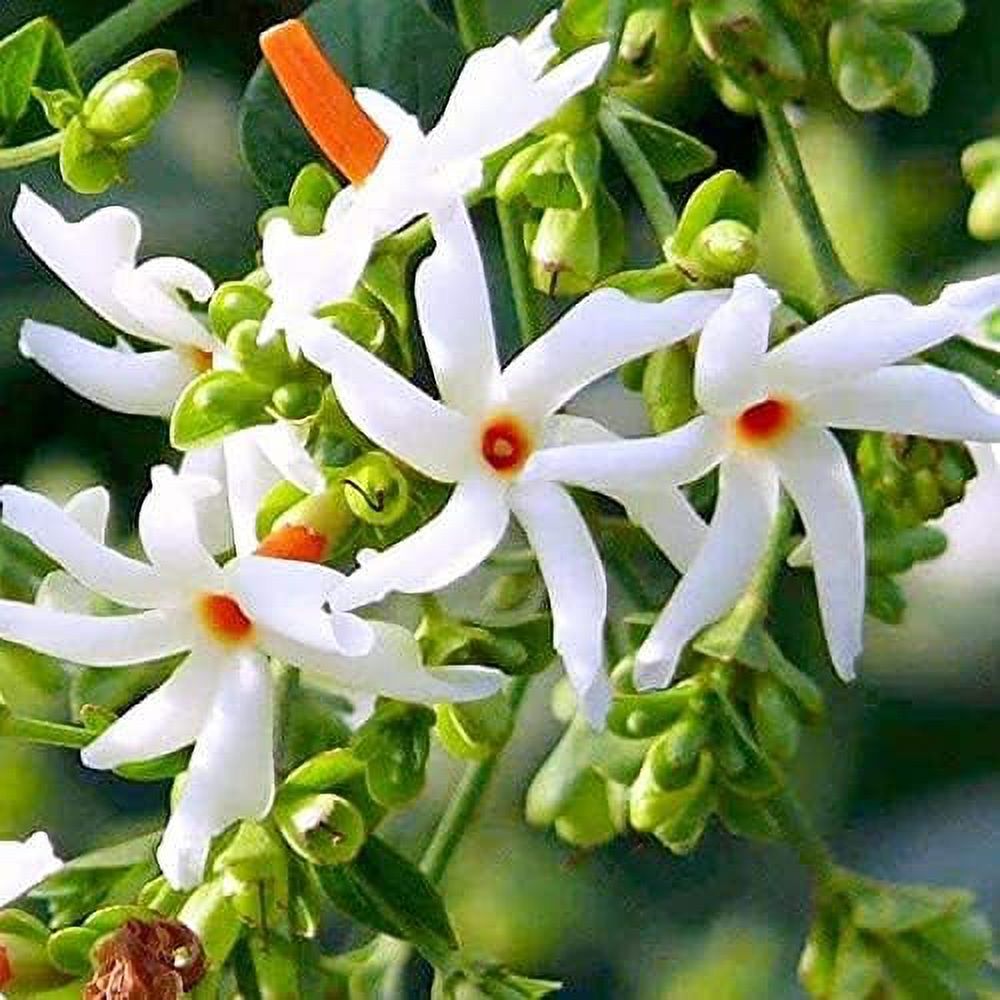 100 NightFlowering Jasmine Seeds, Parijat, Jessamine, Night Scented