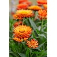 thumbnail image 1 of 100 ORANGE DOUBLE STRAWFLOWER Helichrysum Monstrosum Flower Seeds, 1 of 11
