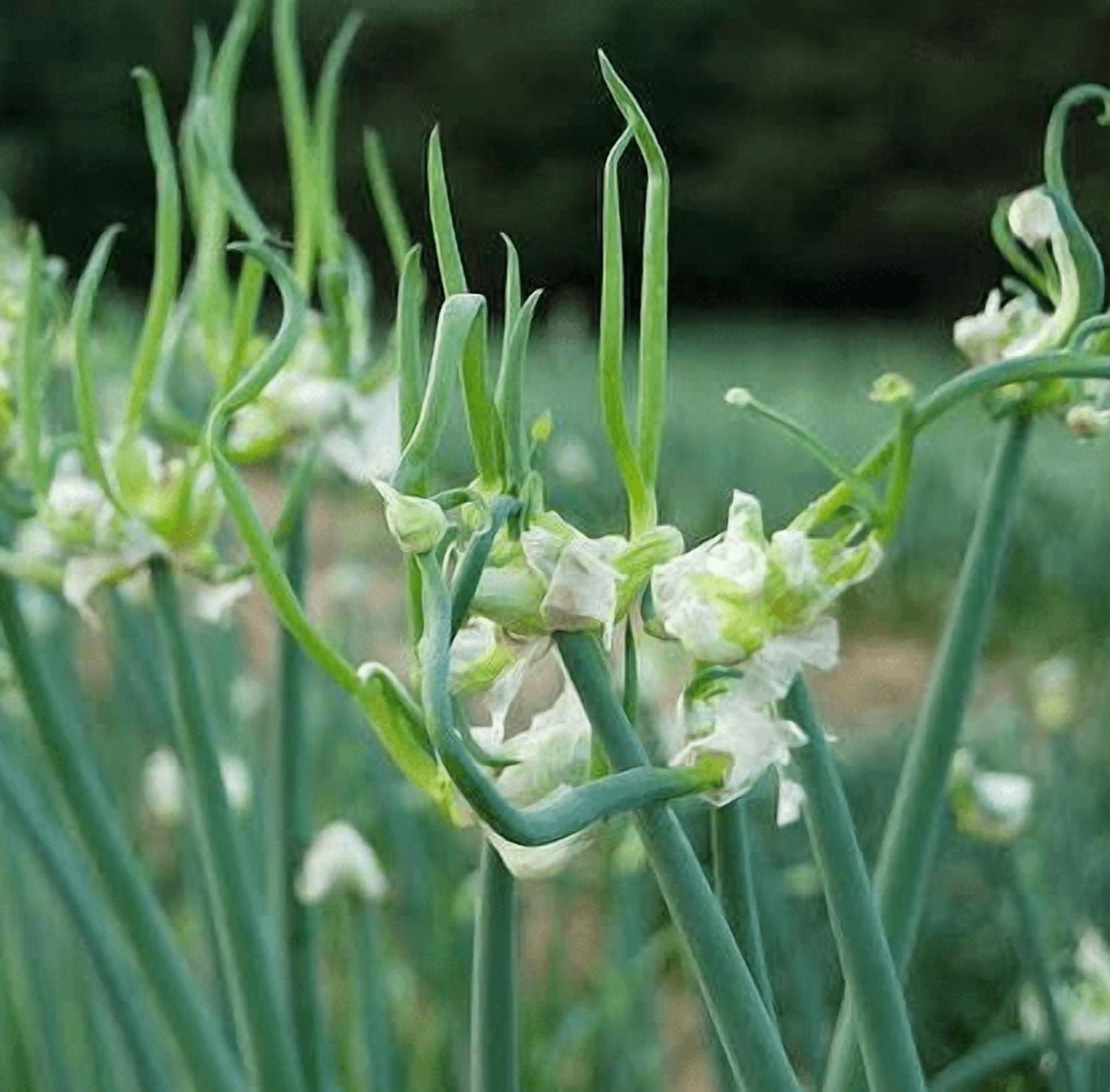 100 Onion Seeds Top Sets Egyptian Walking Onions for Planting, Onion Perennial Seeds for Outdoor Garden