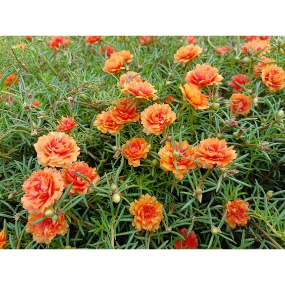 100 Orange PORTULACA MOSS ROSE Portulaca Grandiflora Succulent Flower Seeds