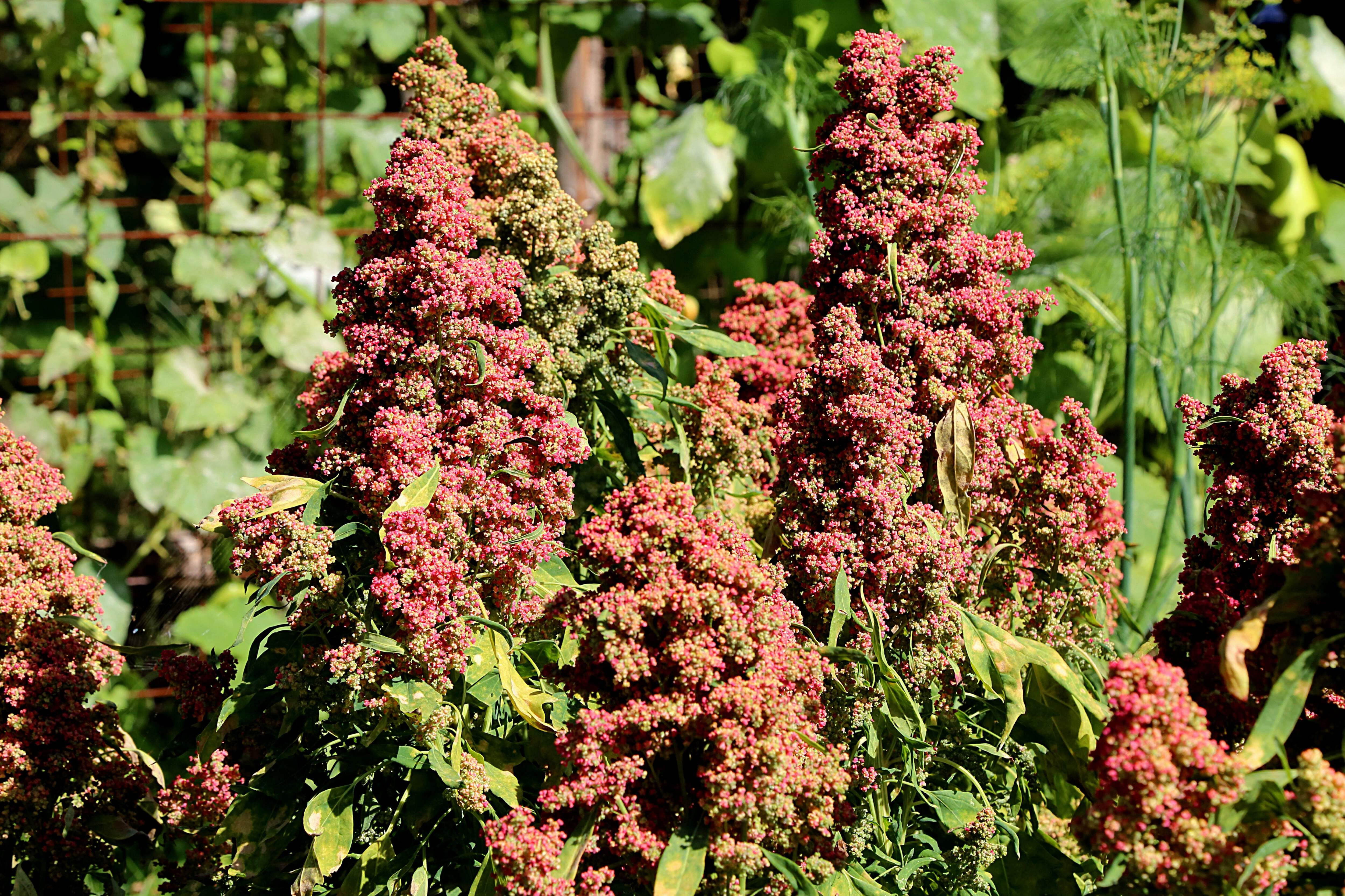 Coca Plant Seeds