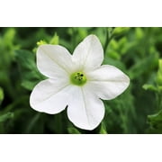 100 Organic WHITE NICOTIANA Flowering Tobacco Nicotiana Alata Seeds