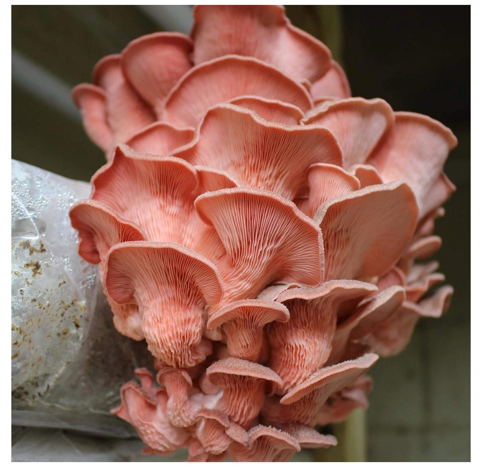 100 Oyster Mushroom Plugs/Dowels to Inoculate Logs or Stumps to Grow