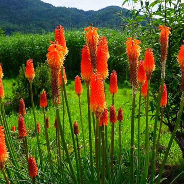 100 PC Red Large Torch Lily Seeds,Blooms,in Fiery Shades,Mix Colors