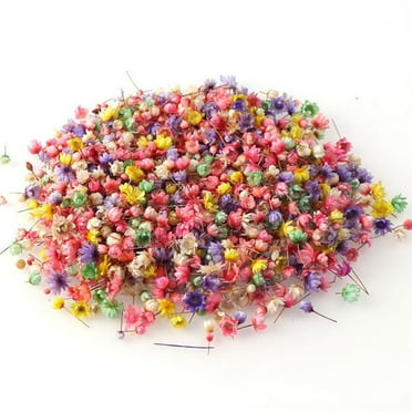 100 PCS Multi Color Mini Dried Flowers for DIY Art Craft and Candle Making