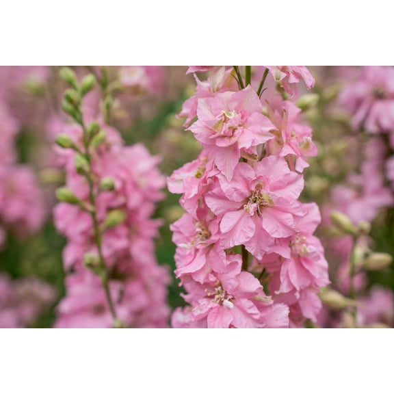 100 PINK PERFECTION LARKSPUR / DELPHINIUM Consolida Ambigua Ajacis Flower Seeds