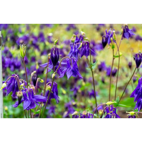 100 PURPLE COLUMBINE Aquilegia Vulgaris Flower Seeds