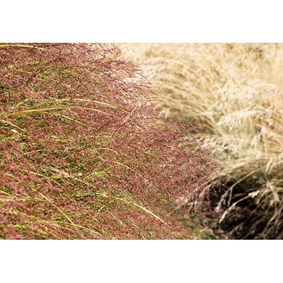 100 PURPLE LOVEGRASS Eragrostis Spectabilis Native Love Grass Flower Seeds