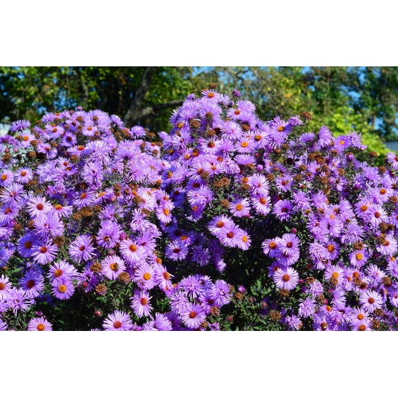 100 PURPLE Smooth Violet PRAIRIE ASTER Aster Tanacetifolia Flower Seeds